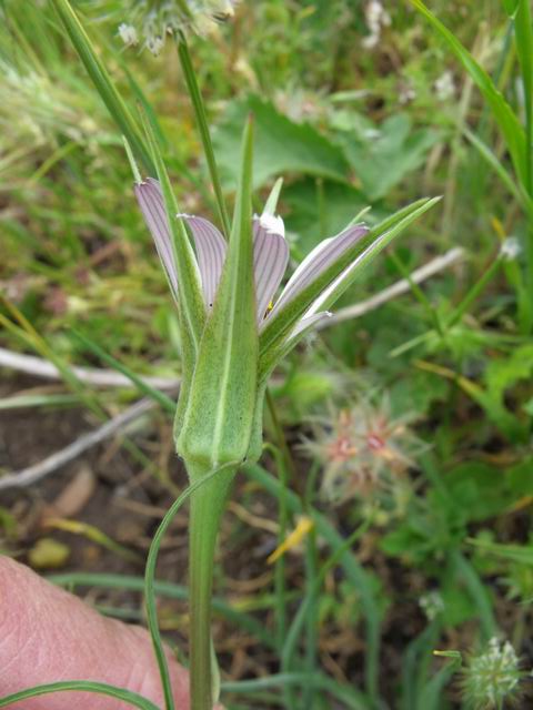 Apocromia di Geropogon hybridus (=G. glaber)